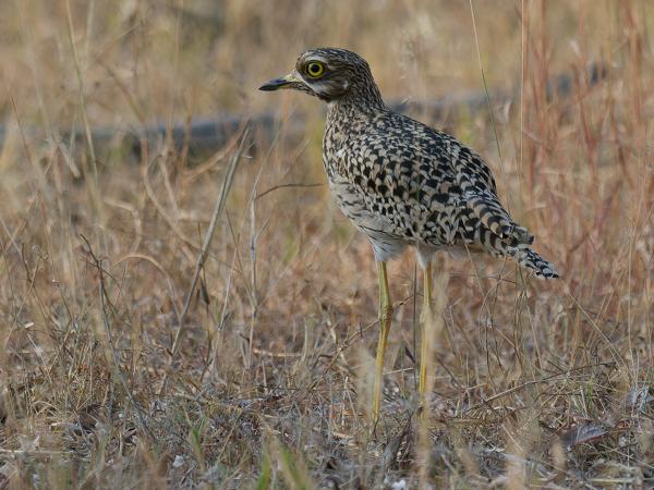 Kaapse griel (Burhinus capensis)